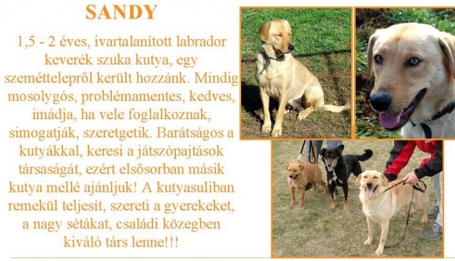 ingyen-kutya-sandy
