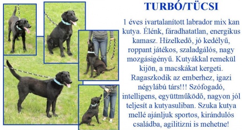 ingyen-kutya-tucsi