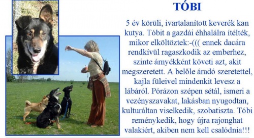 kutya-ingyen-tobi