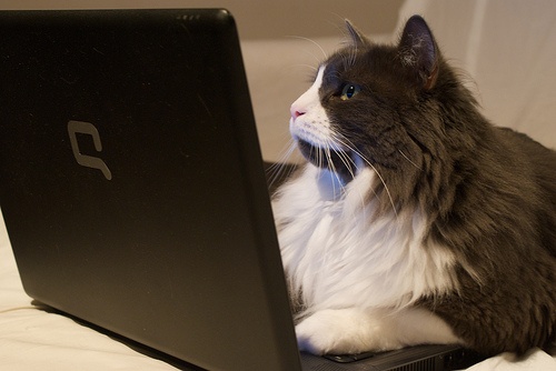 macska-laptop