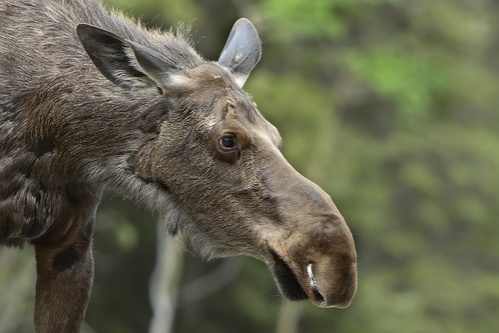 alces-alces
