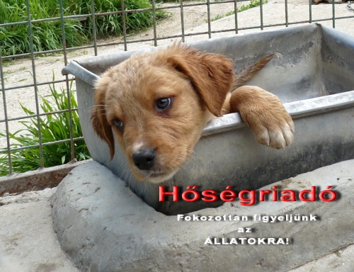 hosegriado-allatok