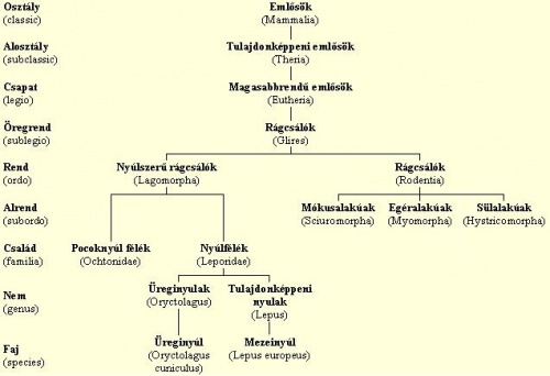 nyul-rendszertani-besorolas