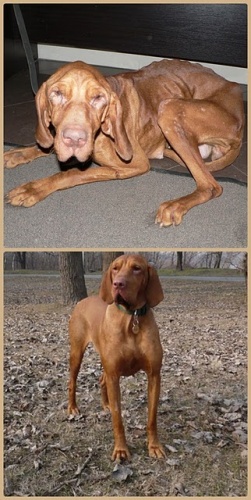 magyar-vizsla-fajtamentes