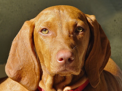 magyar-vizsla-kutya