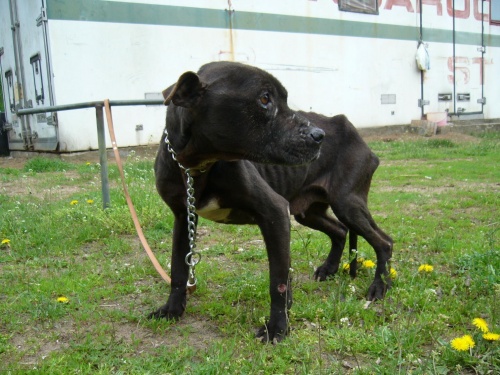 bibi-katasztroga-tulelo