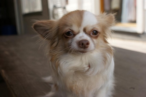 chihuahua