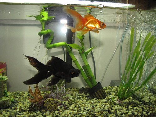 aranyhal-akvarium