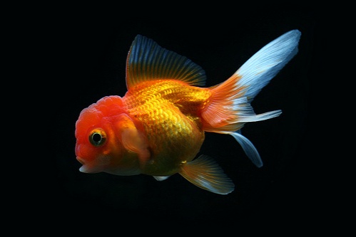 goldfish