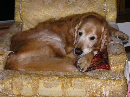 idos-golden-retriever