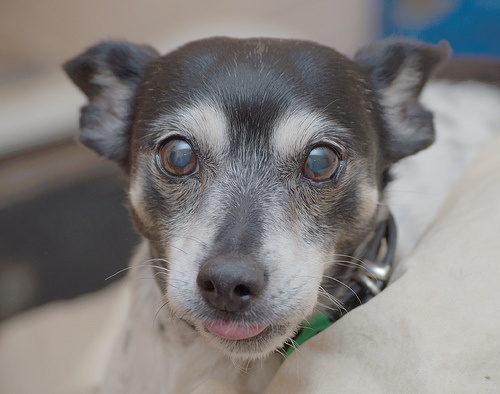 old-dogs