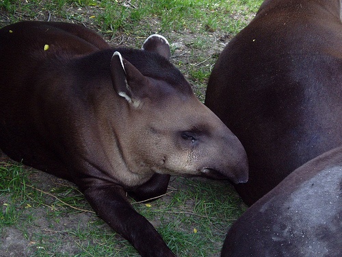 bebi-tapir
