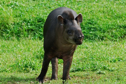 del-amerikai-tapir
