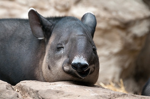 piheno-tapir