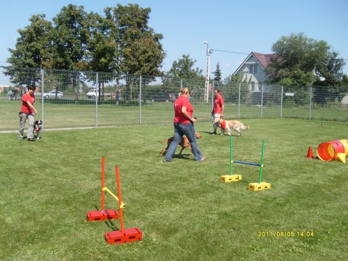 kutya-trening