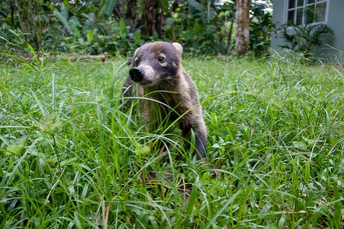 koati