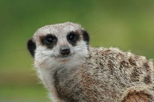 meercat