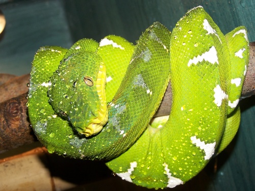 oriaskigyo