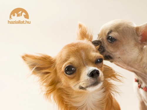 800x600_puppys_ii