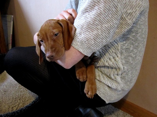 fajtamentes-magyar-vizsla