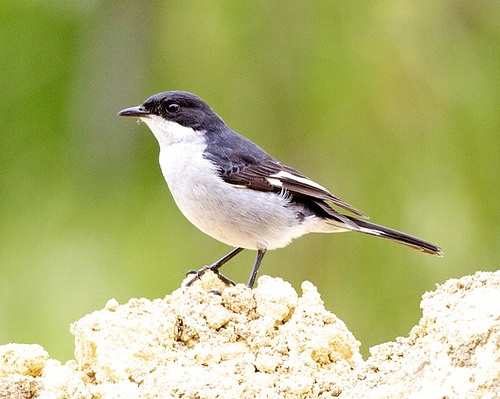 madarmegfigyeles