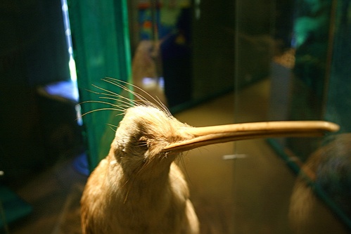 kiwi-madar