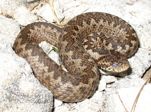 rakosi-vipera-kep