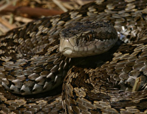 rakosi-vipera