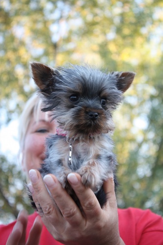 yorshire-terrier