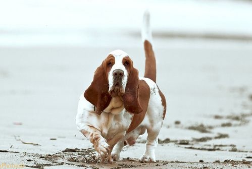 basset2