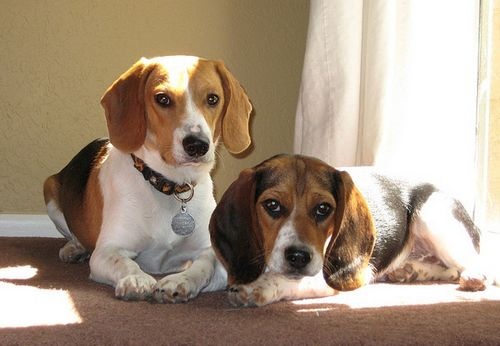 beagle2