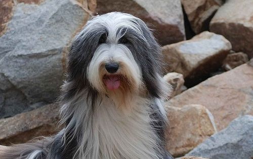 bearded_collie