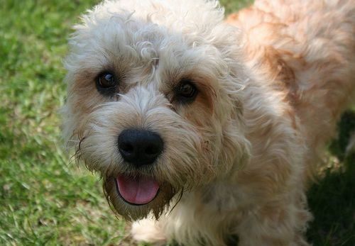 dandie