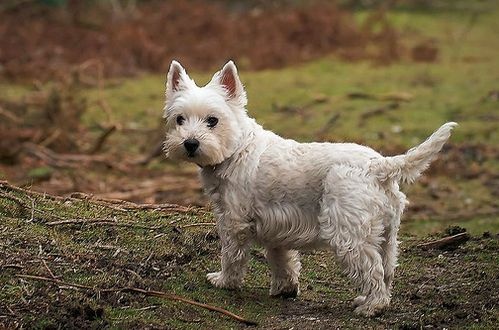 westie
