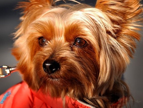 yorki_lead