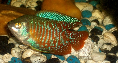 a-legfontosabb-eszkzk-kezd337-akvaristknak-guppi-kvek