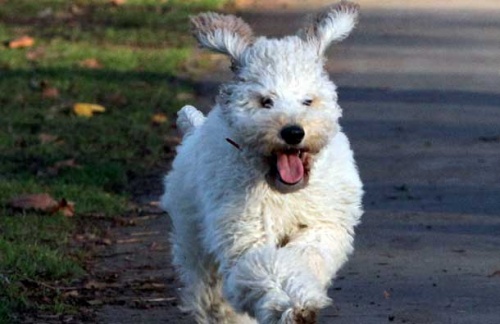 a_legboldogabb_brit_kutya-2