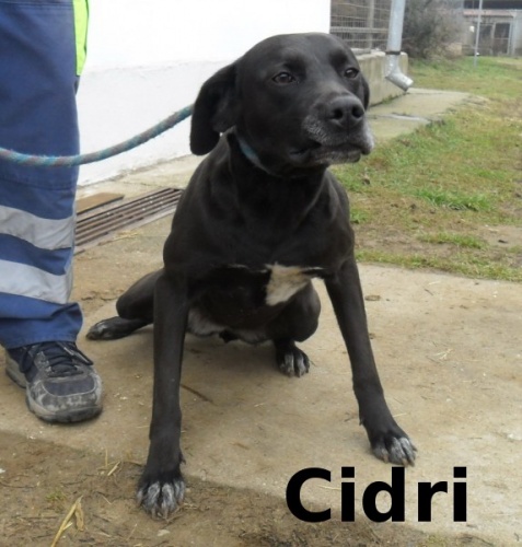 cidri__1_