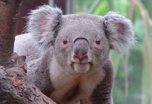 koala3