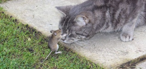 tom_es_jerry_eletre_kelt
