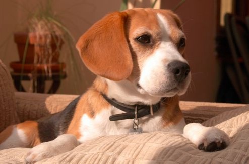 beagle1