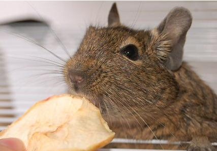 degu-eszik