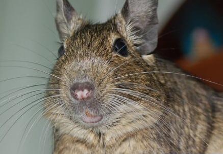 degu-pofa
