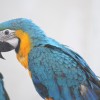 Beszélő papagájok: minél több nyelven dalol, annál kelendőbb