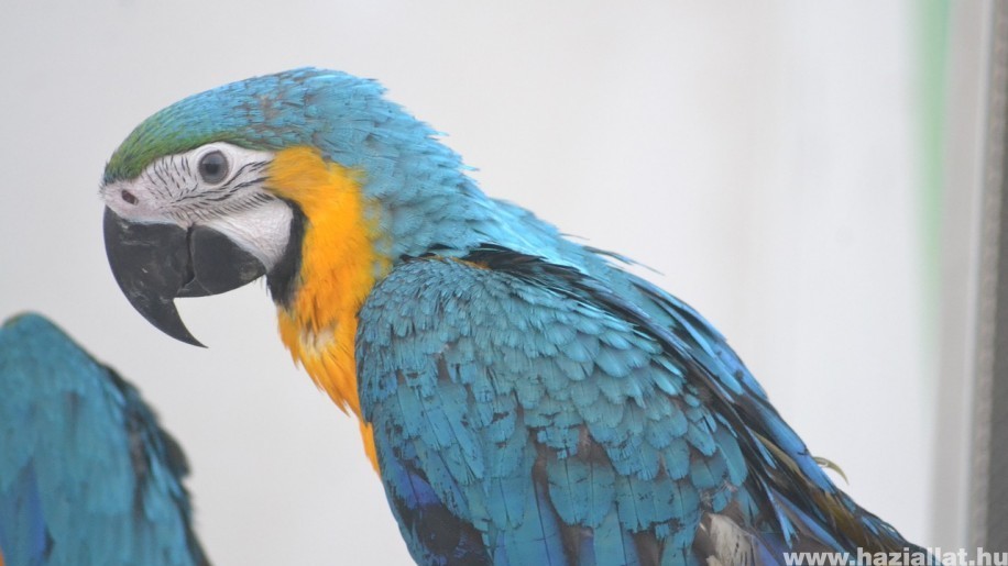 Beszélő papagájok: minél több nyelven dalol, annál kelendőbb