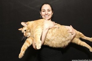 Spongya Bob, a világ legkövérebb macskája