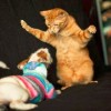 Kutya vs macska - szupercuki videó!