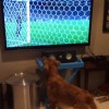 Senki nem imádja jobban a foci VB-t, mint ez a kutya!