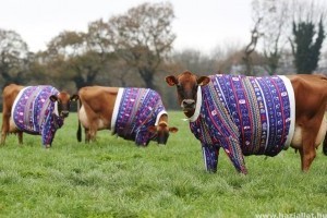 Házilag készült pulcsit kaptak a tehenek