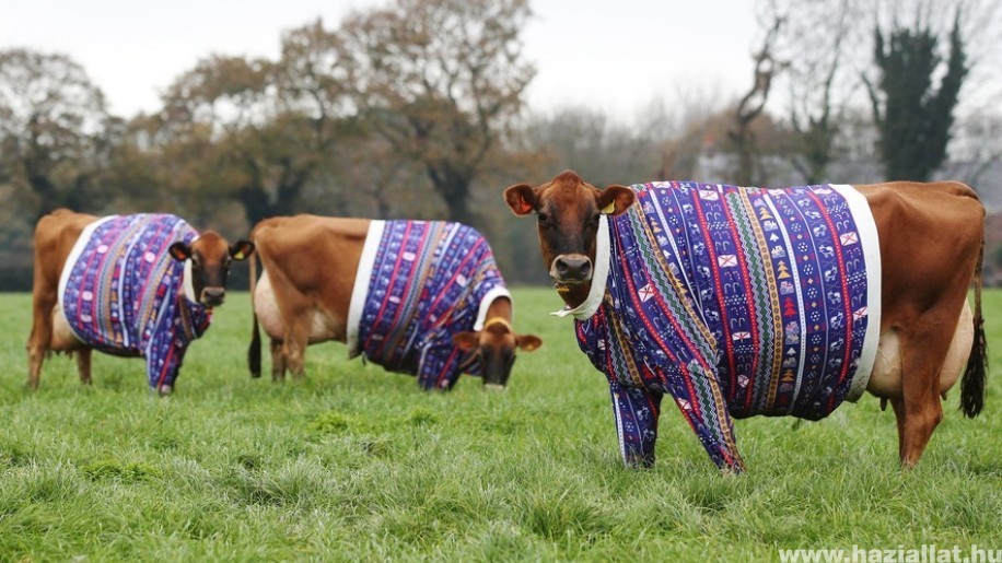 Házilag készült pulcsit kaptak a tehenek